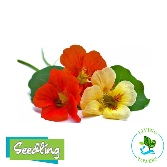 Herbs - Nasturtium