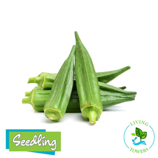 Green okra pods on a white background with 'Seedling' and 'Living Towers' logos.
