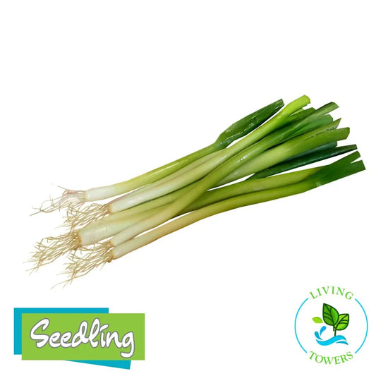 Vegetables - Onions, Parade