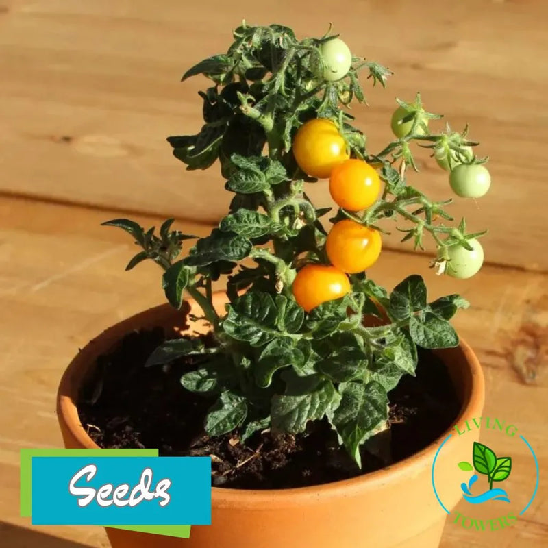 Orange Hat tomato seeds from Living Towers for growing compact orange cherry tomatoes