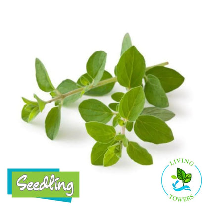 Herbs - Oregano, Greek