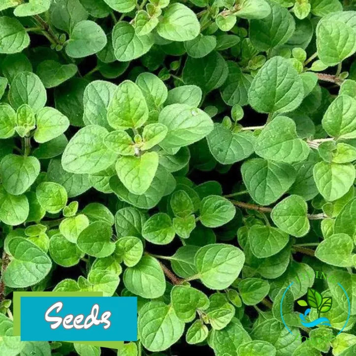 Herbs - Oregano, Italian Seeds