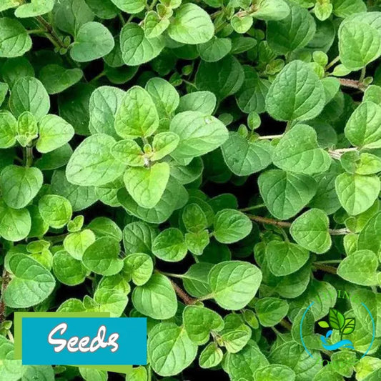 Herbs - Oregano, Italian Seeds