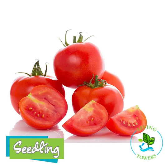 Red tomatoes with a 'Seedling' logo on a white background