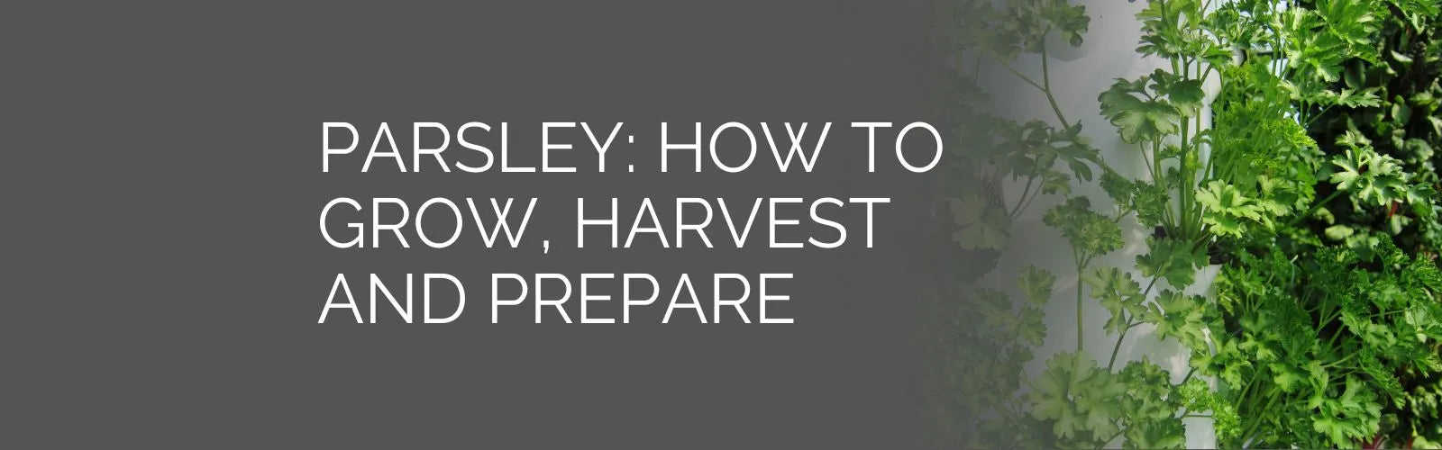 Parsley. How to Grow in the Tower Garden, Harvest and Prepare