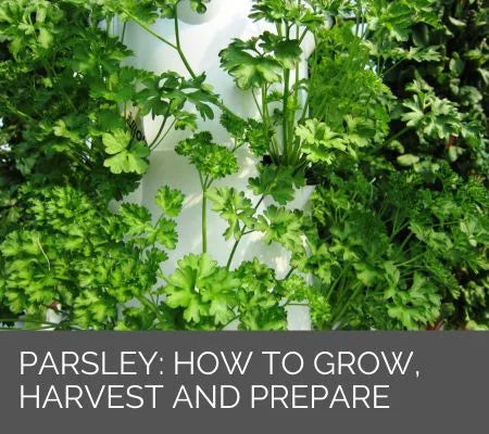 Parsley. How to Grow in the Tower Garden, Harvest and Prepare