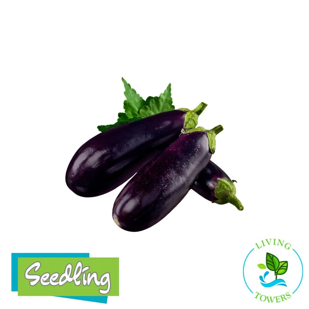 Patio Baby eggplants with green stems and leaves, shown on a white background with Seedling and Living Towers logos at the bottom.
