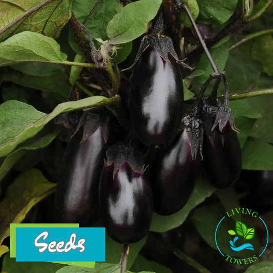 Vegetables - Eggplant, Patio Baby F1 Seeds