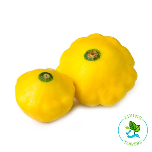 Patty Pan Squash Tower Garden Seedling | Living Towers Florida Keys