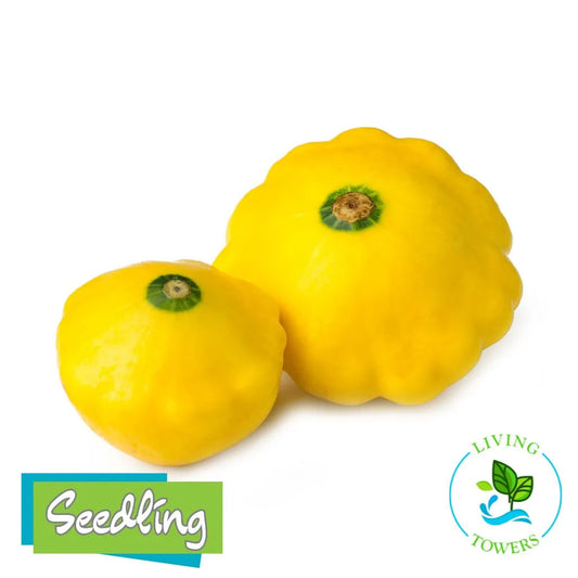 Vegetables - Squash, Patty Pan