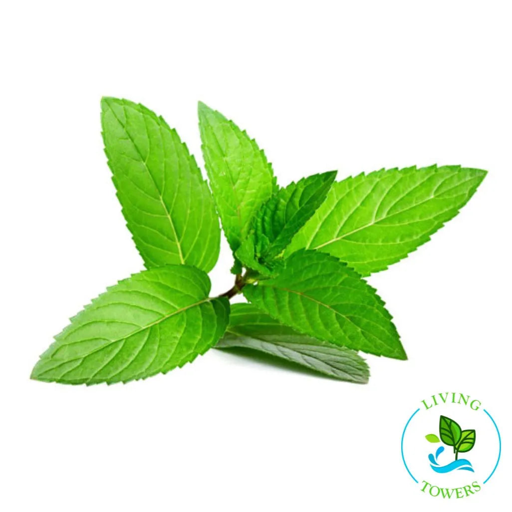 Peppermint Tower Garden Seedling | Living Towers Florida Keys