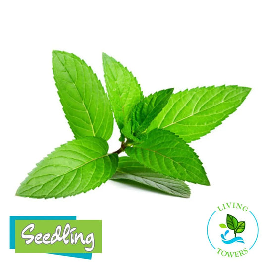 Herbs - Mint, Peppermint