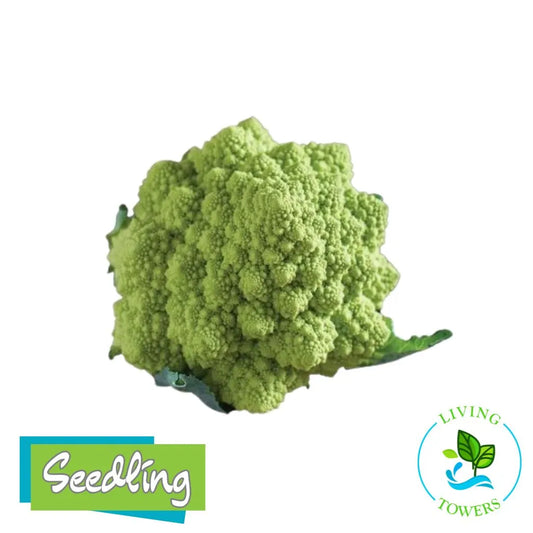 Vegetables - Romanesco, Puntoverde