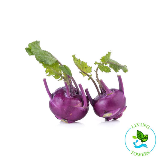 Purple Kohlrabi Tower Garden Seedling | Living Towers Florida Keys