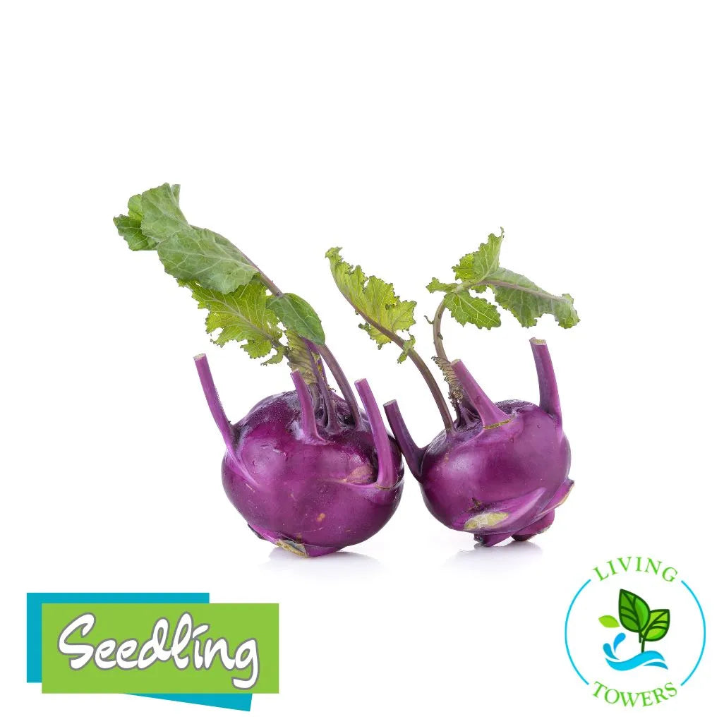 Vegetables - Kohlrabi, Kolibri