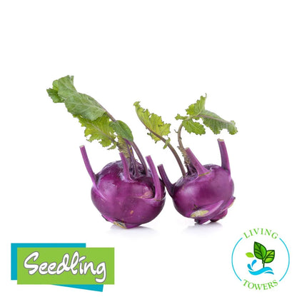 Vegetables - Kohlrabi, Kolibri