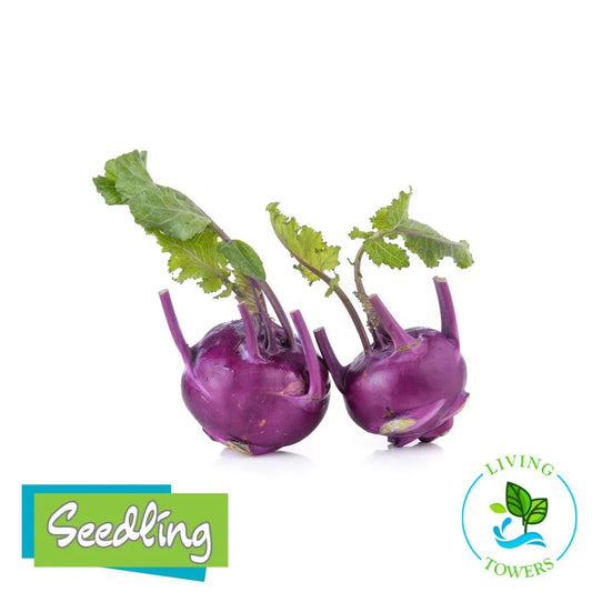 Vegetables - Kohlrabi, Kolibri