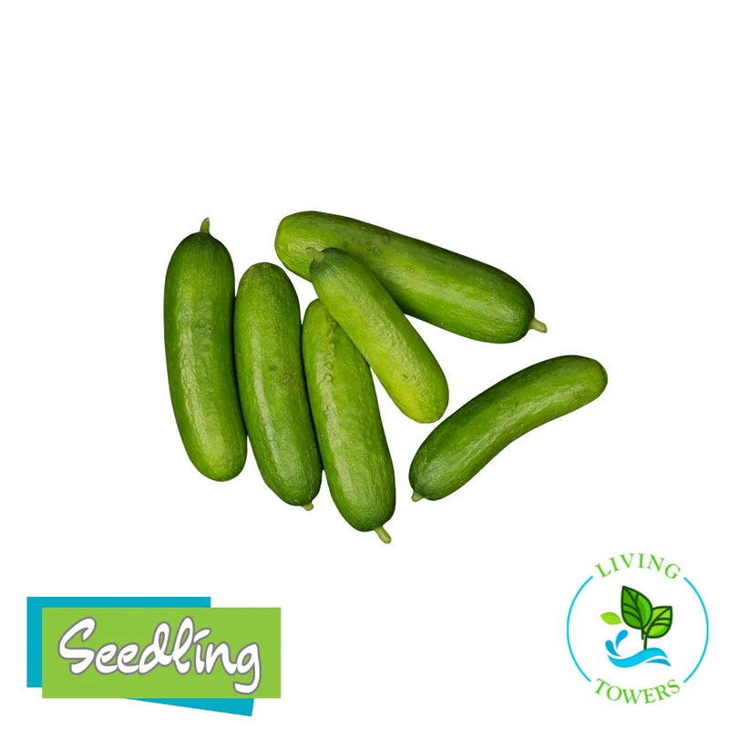 Quick Snack mini cucumbers pictured on the Living Towers seedling product image