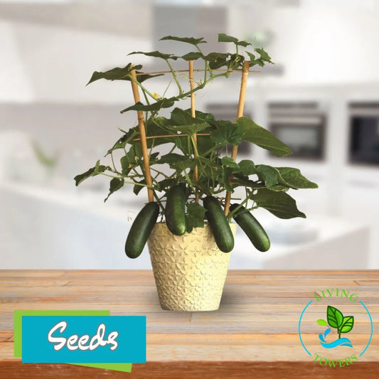 Vegetables - Cucumber, Quick Snack F1 Seeds