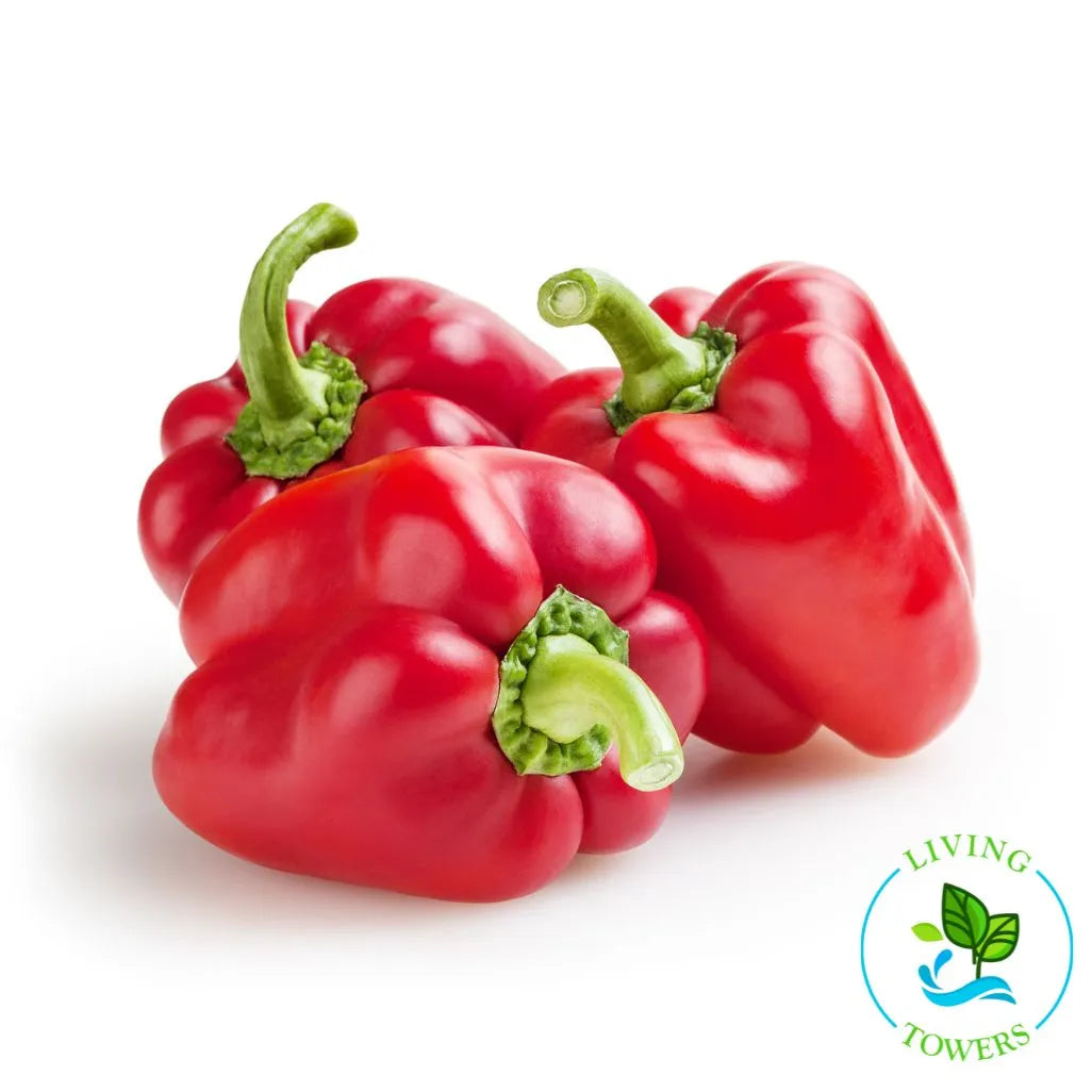 Red Bell Pepper Tower Garden Seedling | Living Towers Florida Keys