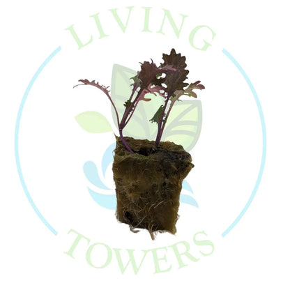 Red Russian Kale Tower Garden Seedling | Living Towers Florida Keys