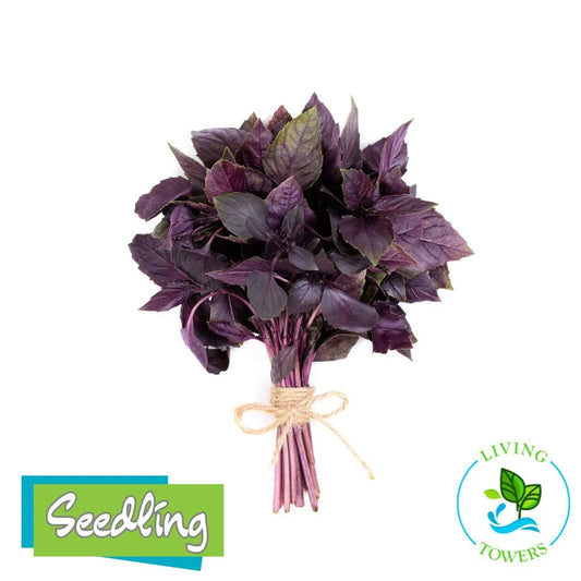 Herbs - Basil, Red Rubin