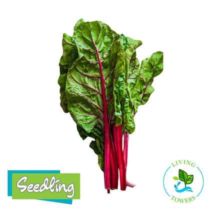 Greens - Swiss Chard, Ruby Red