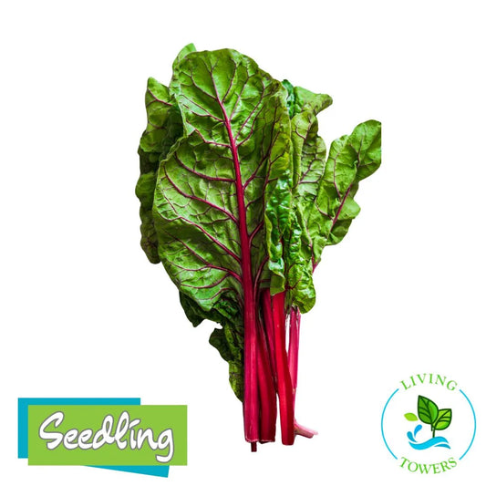 Greens - Swiss Chard, Ruby Red