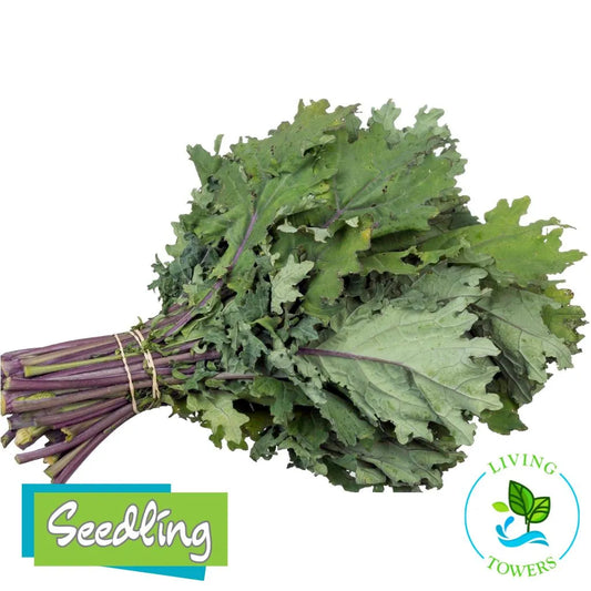 Greens - Kale, Red Russian