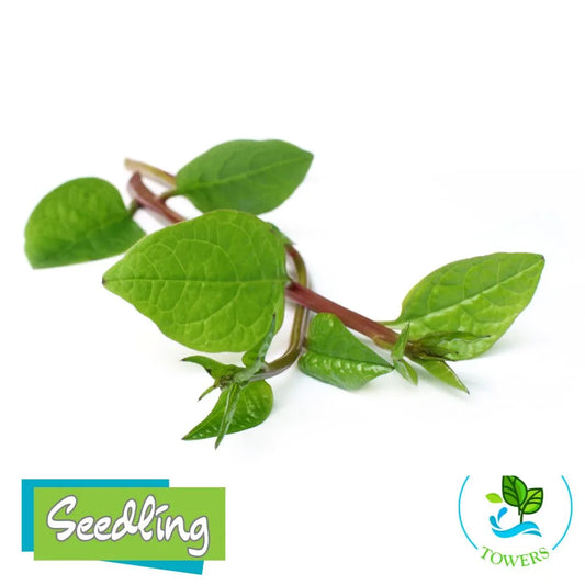 Greens - Malabar Spinach, Red