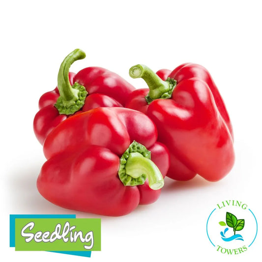 Vegetables - Pepper, Bell Red Knight