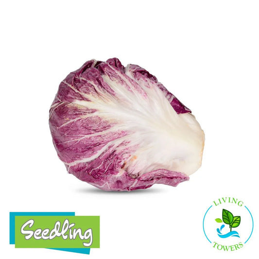 Greens - Radicchio Red , Leonardo
