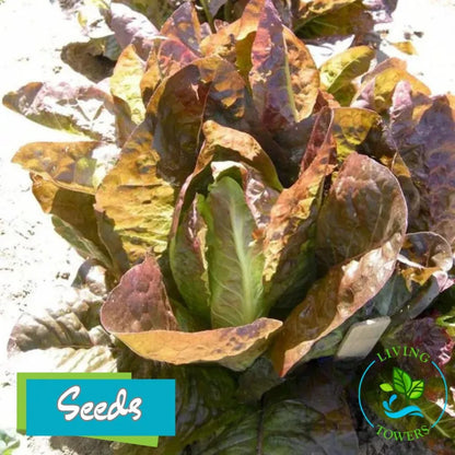 Lettuce - Romaine, Red Seeds