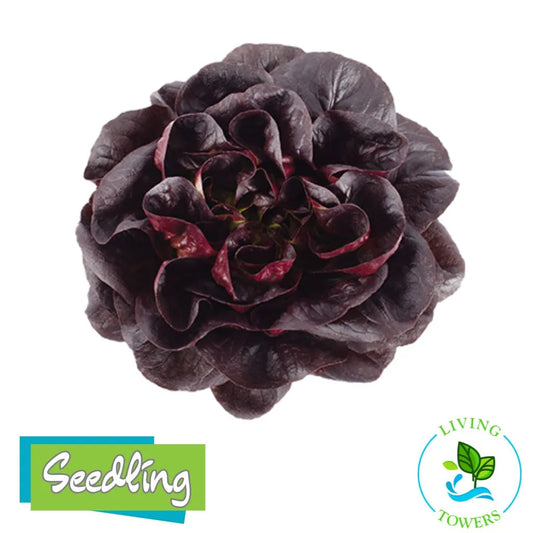 Lettuce - Salanova, Red