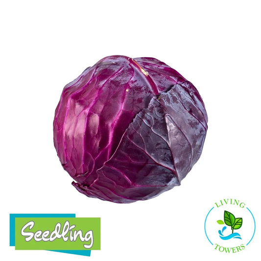 Purple cabbage with 'Seedling' and 'Living Towers' logos on a white background