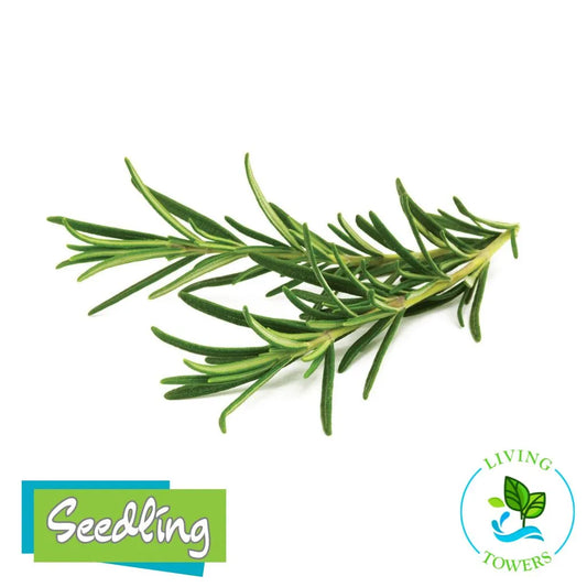 Herbs - Rosemary