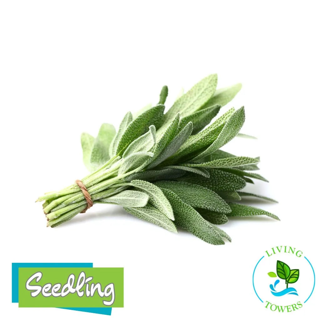 Herbs - Sage, Common