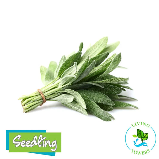 Herbs - Sage, Common