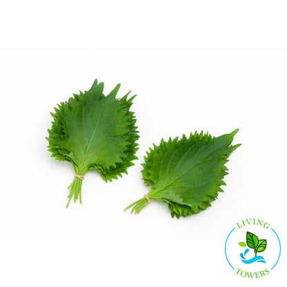 Herbs - Shiso, Green