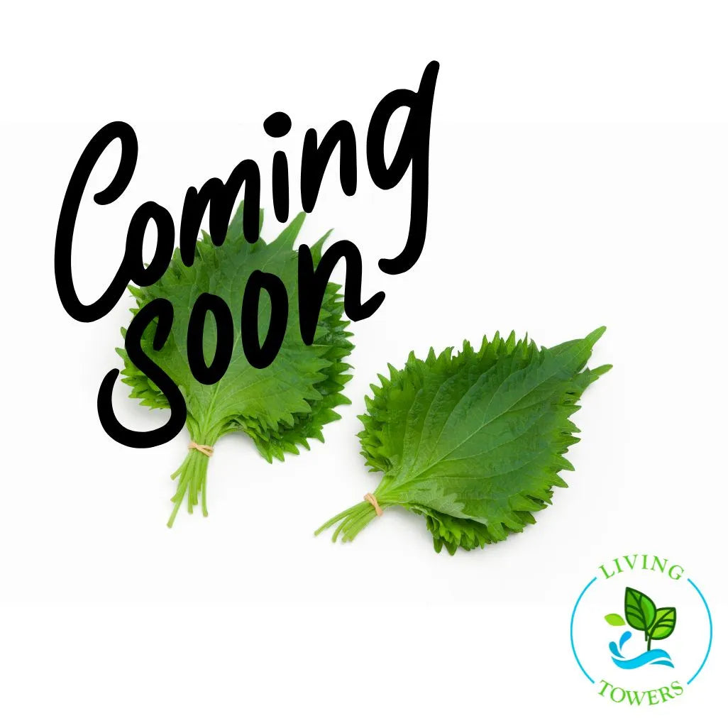 Herbs - Shiso, Green