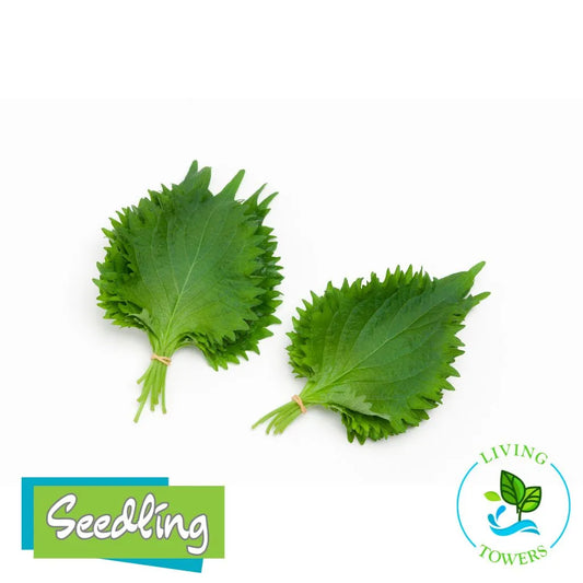 Two green leafy vegetables tied together with 'Seedling' and 'Living Towers' logos on a white background.
