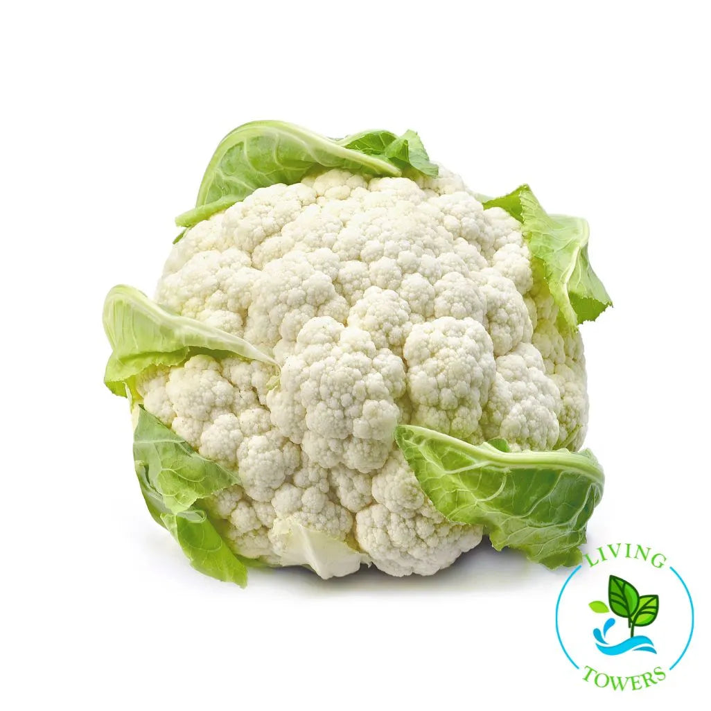 Snow Crown Cauliflower Tower Garden Seedling | Living Towers Florida Keys