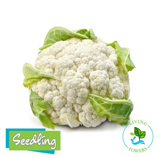 Vegetables - Cauliflower, Snow Crown