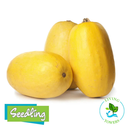Three yellow squashes on a white background with 'Seedling' and 'Living Towers' logos.