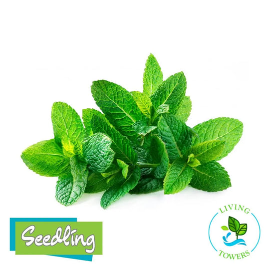 Herbs - Mint, Spearmint