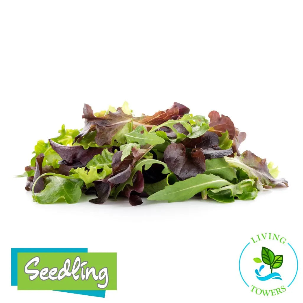 Lettuce - Spring Mix