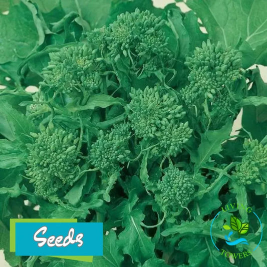 Vegetables - Greens, Spring Rapini Broccoli Raab Seeds