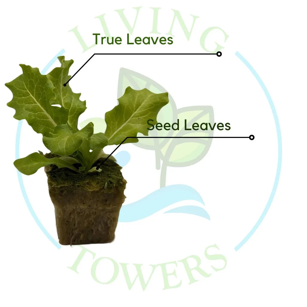 Starfighter Lettuce Tower Garden Seedling | Living Towers Florida Keys