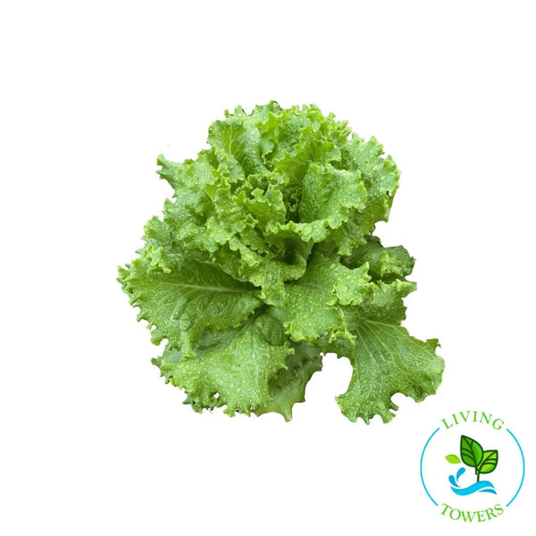 Tower Garden Starfighter Lettuce seedling | LivingTowers