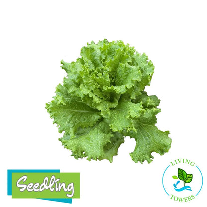 Lettuce - Starfighter